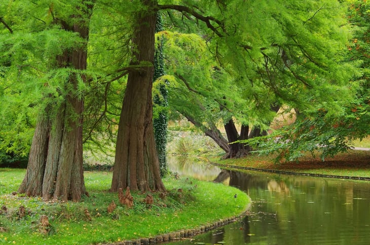 Dawn Redwood