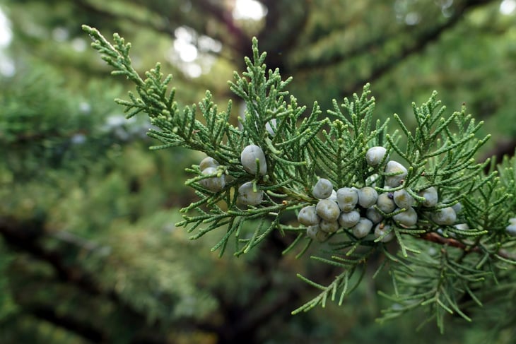 Chinese Juniper