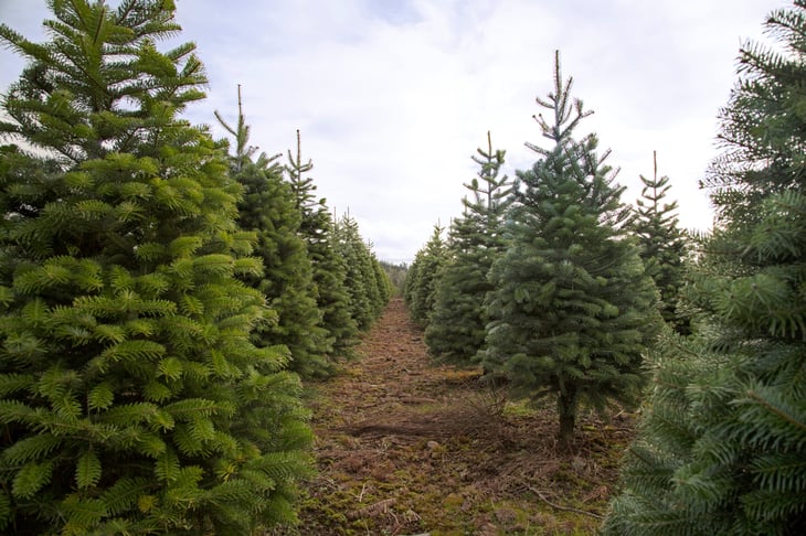 Douglas Fir