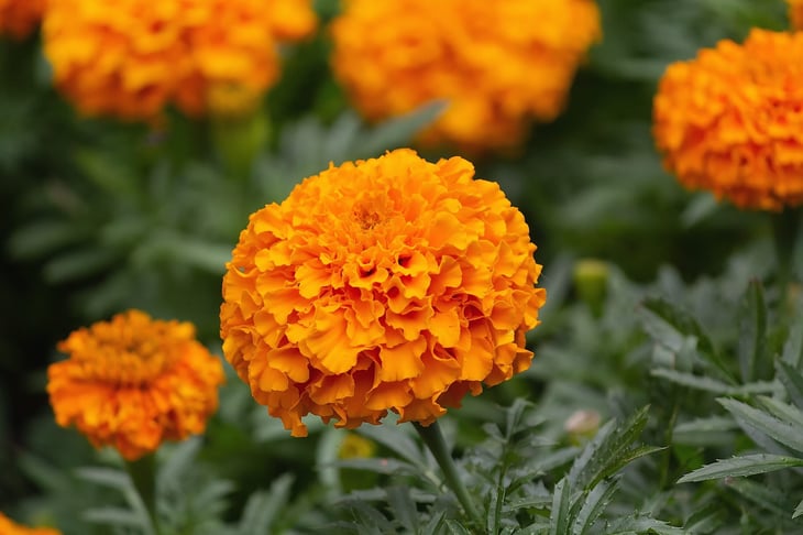 orange marigold flower