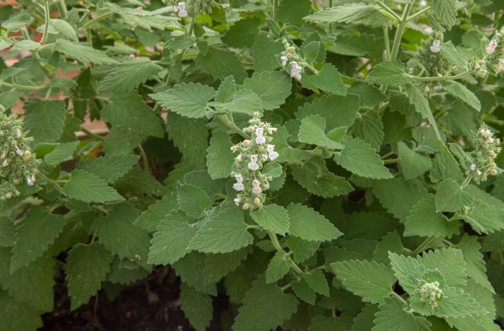 Catnip plant