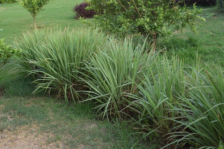 Lemongrass plants in home garden yard