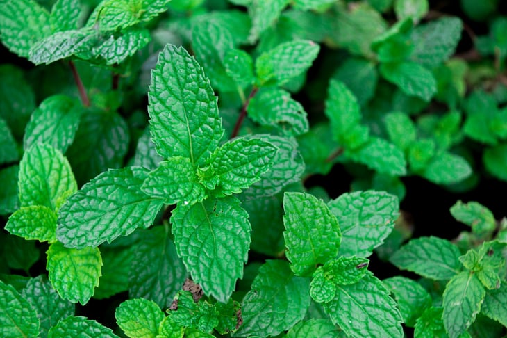 Peppermint plant
