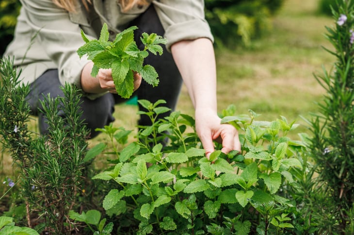 lemon balm in home garden