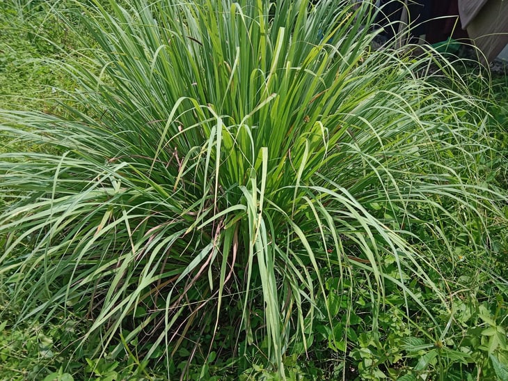 Citronella grass in home garden