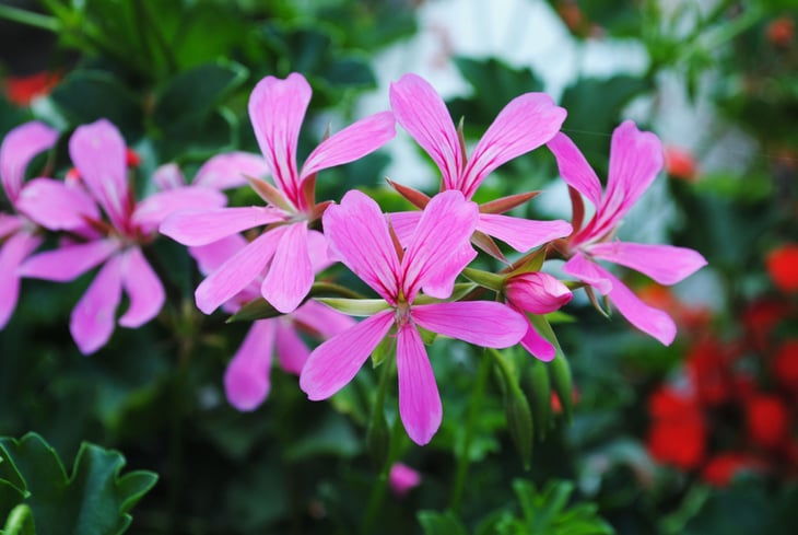 Scented Geranium houseplant flowers for garden