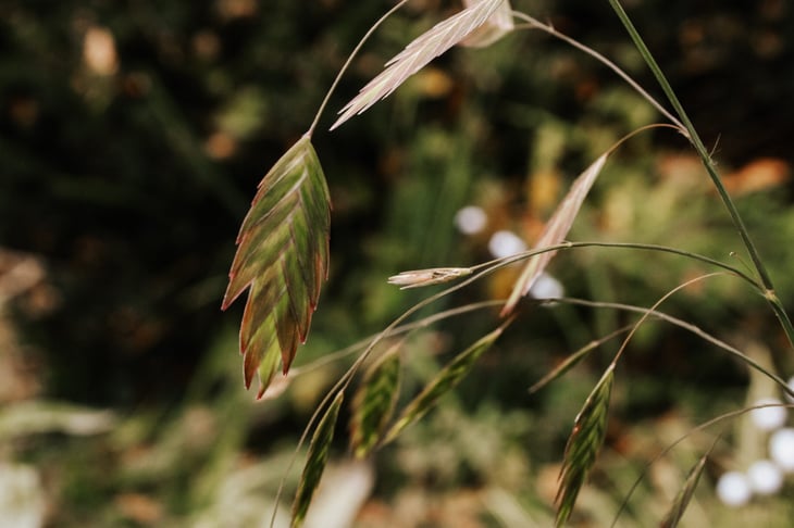 Northern Sea Oats