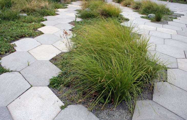 Tufted hairgrass hair grass in walkway