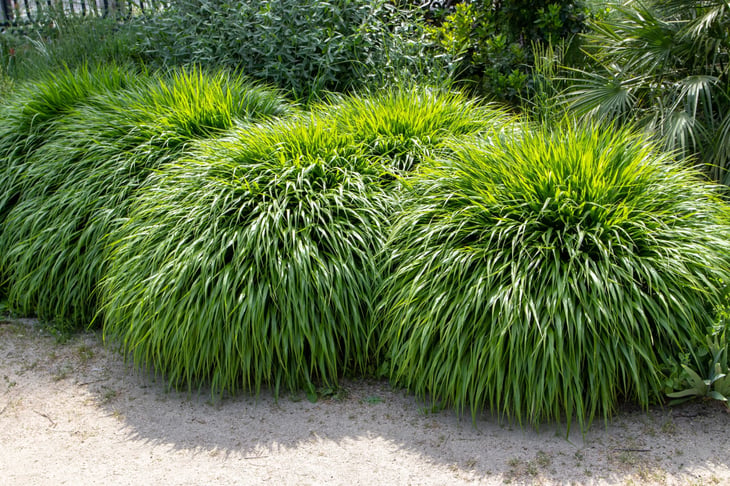 Japanese forest grass