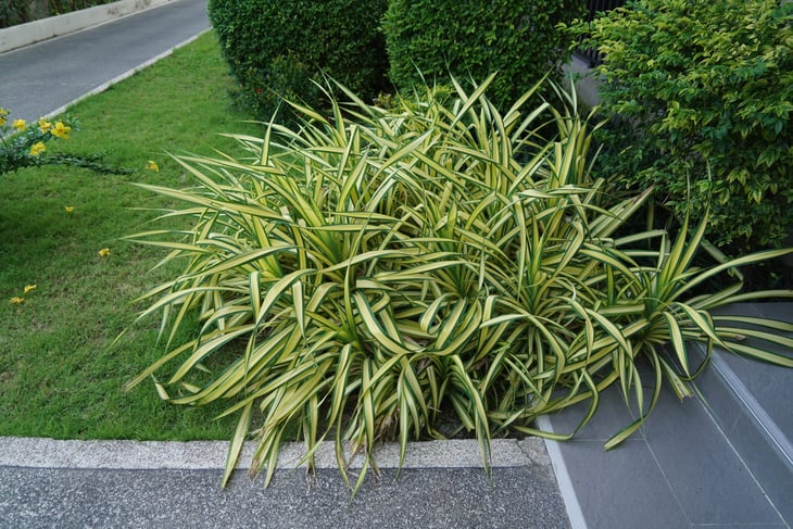 Japanese Sedge