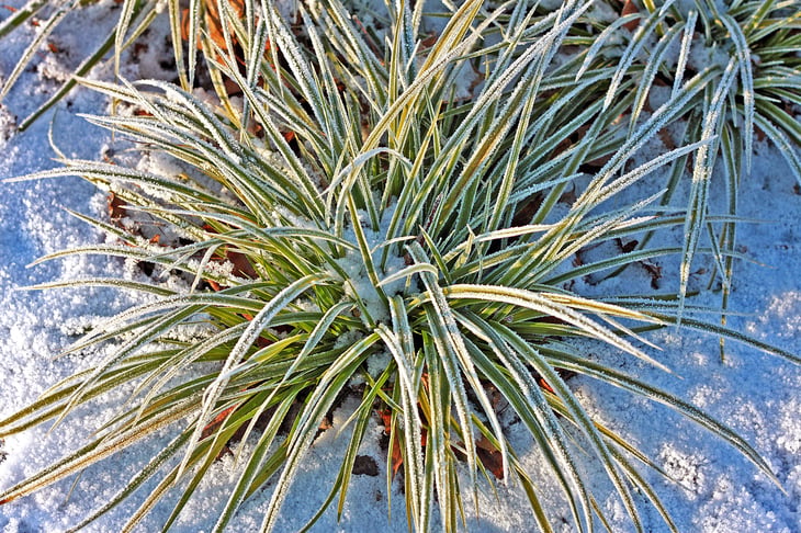 Ornamental grass in winter