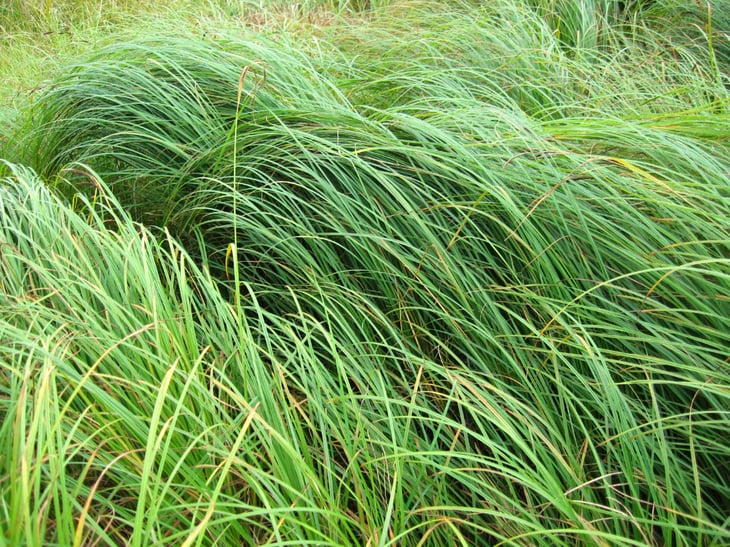 Sedge Lawn