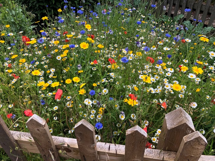 wildflower lawn