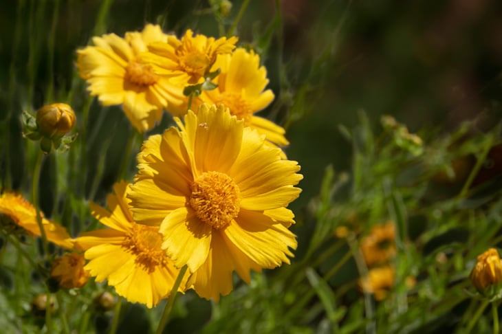 Desert Marigold