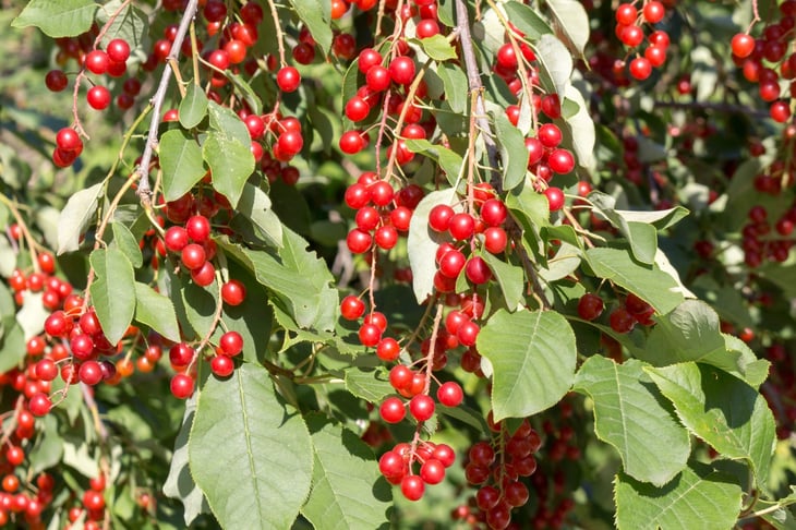 Chokecherry tree fire-resistant landscaping