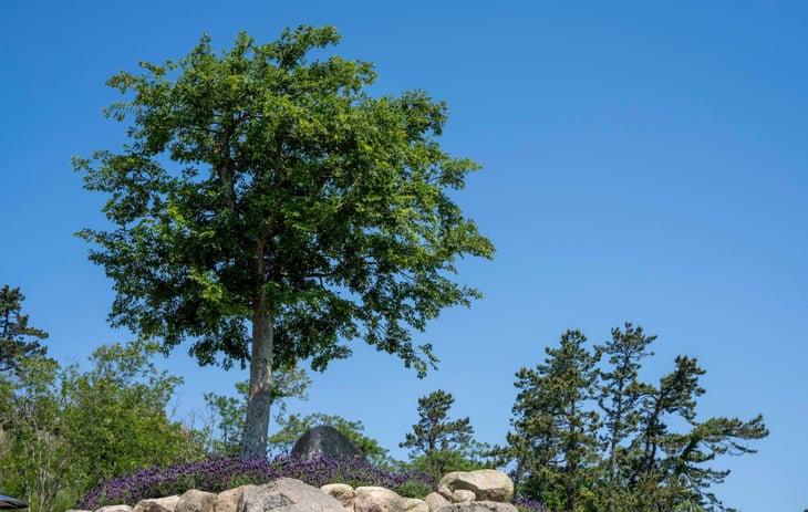 Hackberry tree