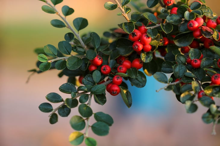 Buffaloberry Shrub
