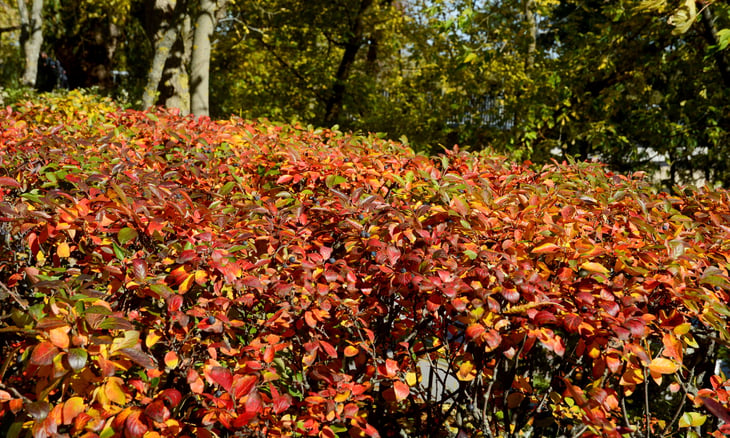 Cotoneaster shrub