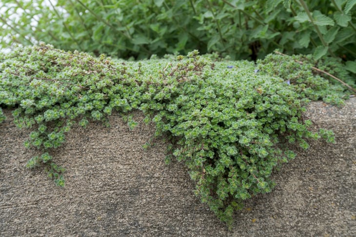 Woolly Thyme
