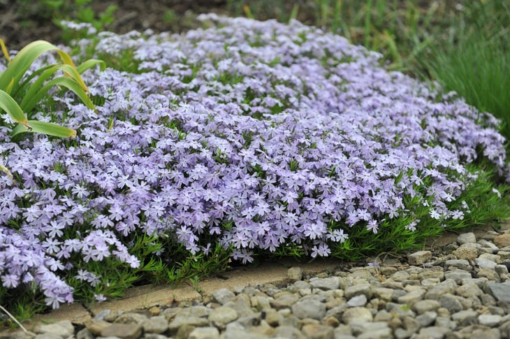 Creeping Phlox