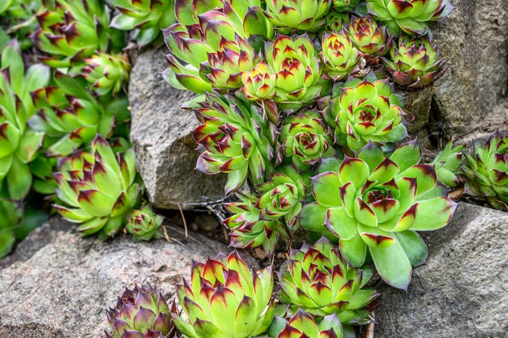 Hens and chicks succulents