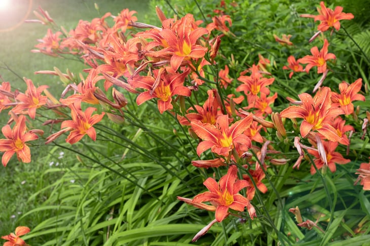 Daylily Daylilies