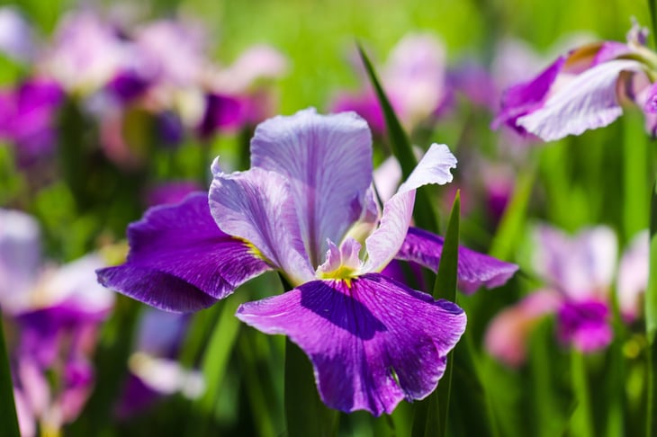 Iris