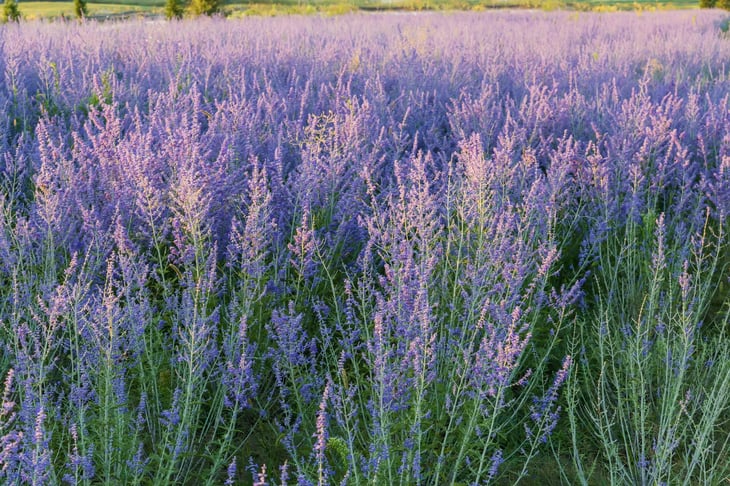 Russian Sage