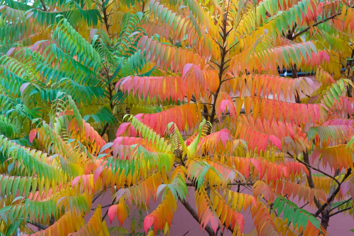 Sumac tree in fall