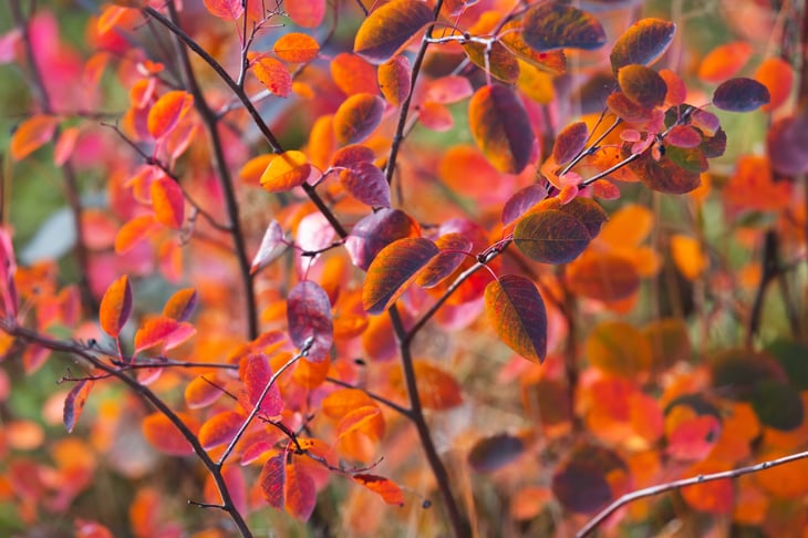 Serviceberry autumn colors