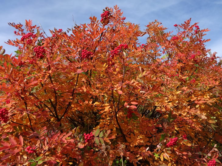 Mountain Ash in Autumn