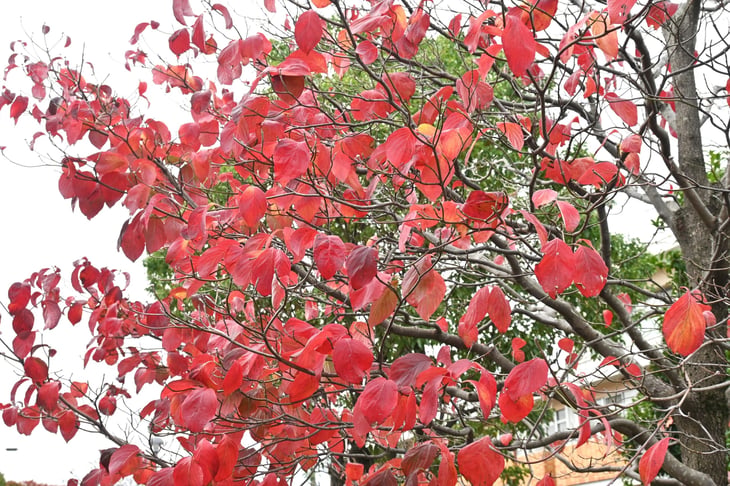 Flowing Dogwood Tree in autumn