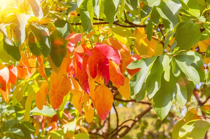 Sassafras tree in autumn