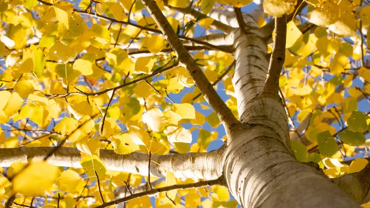 Quaking Aspen in fall