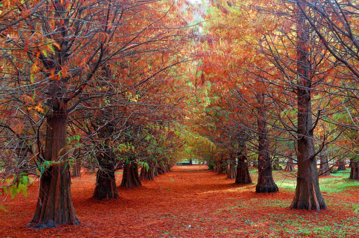 Bald Cypress Tree in Fall