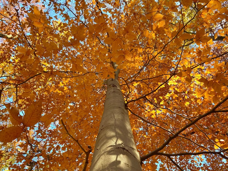 American Beech Tree in Fall