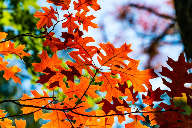 Scarlet Oak Autumn Colors
