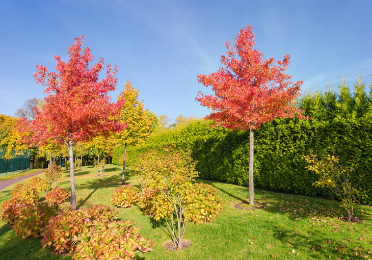 American Sweetgum trees in fall