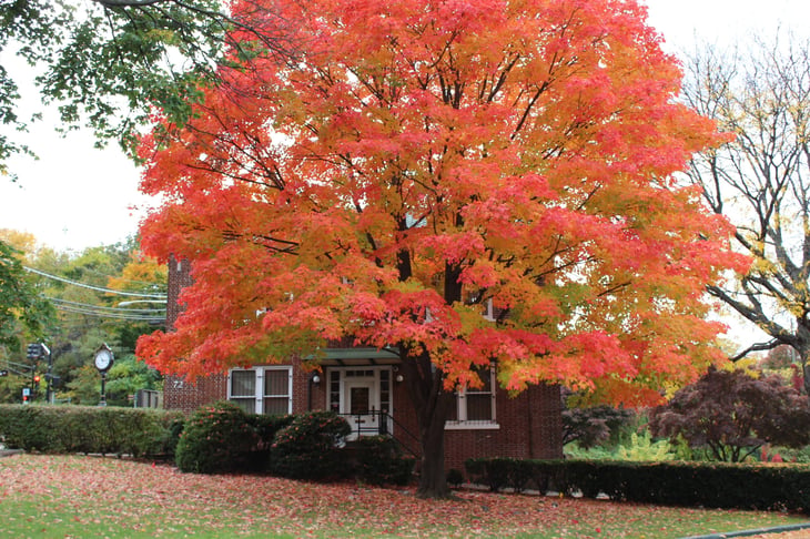 Sugar Maple Tree in Autumn