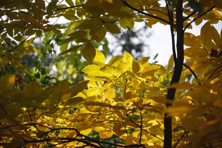 Shagbark Hickory in Fall