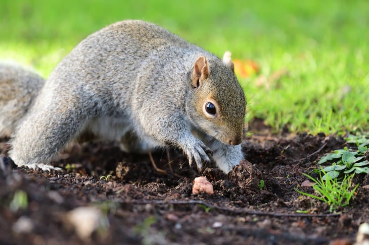 Squirrel digging in yard
