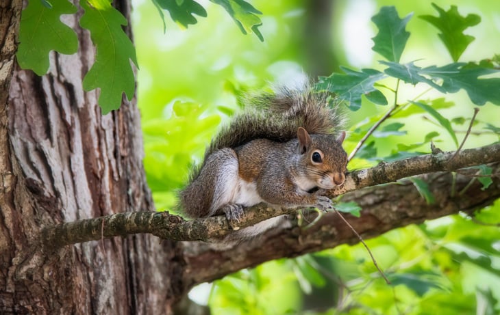 Squirrel in tree