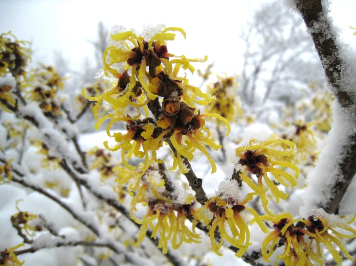 Witch hazel blooms in winter