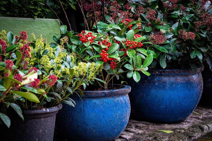 Holly plants in containers