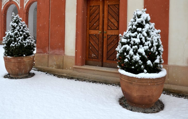 Evergreens in pots
