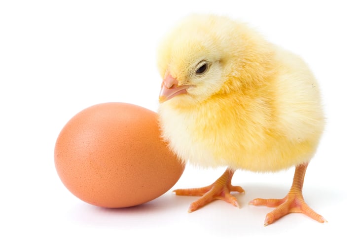 chicken/egg