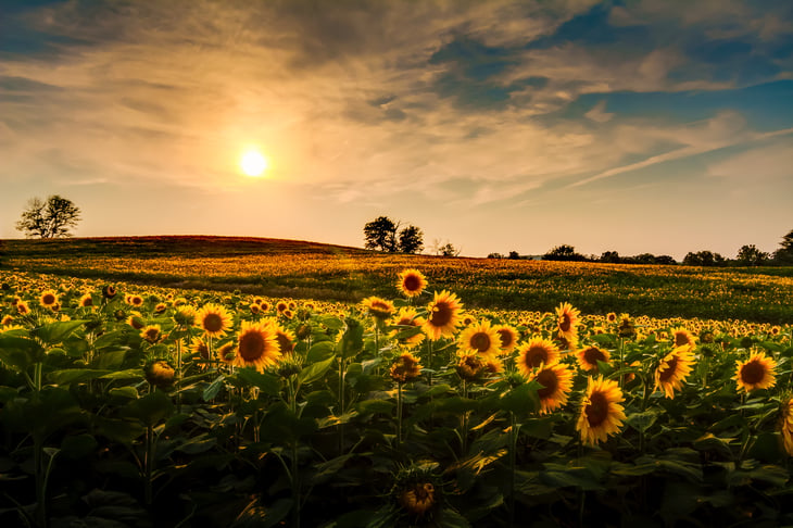 TommyBrison / Shutterstock.com