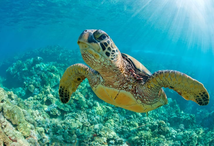 ventdusud / Shutterstock.com