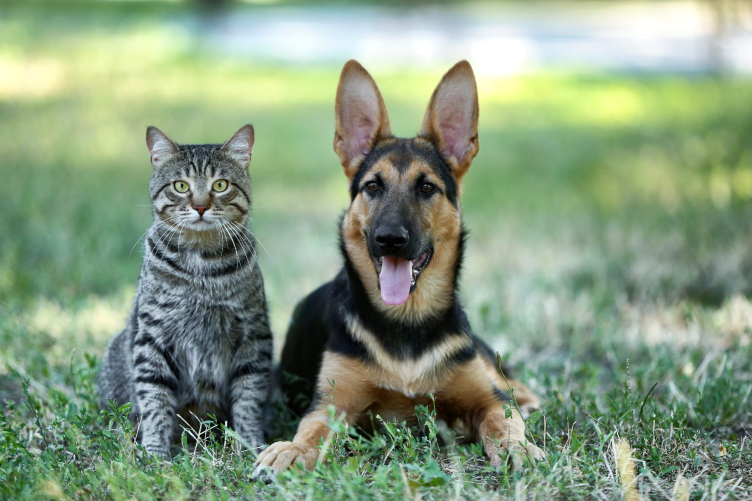 Which Cost More — Cats or Dogs? (And How to Save on Both ...