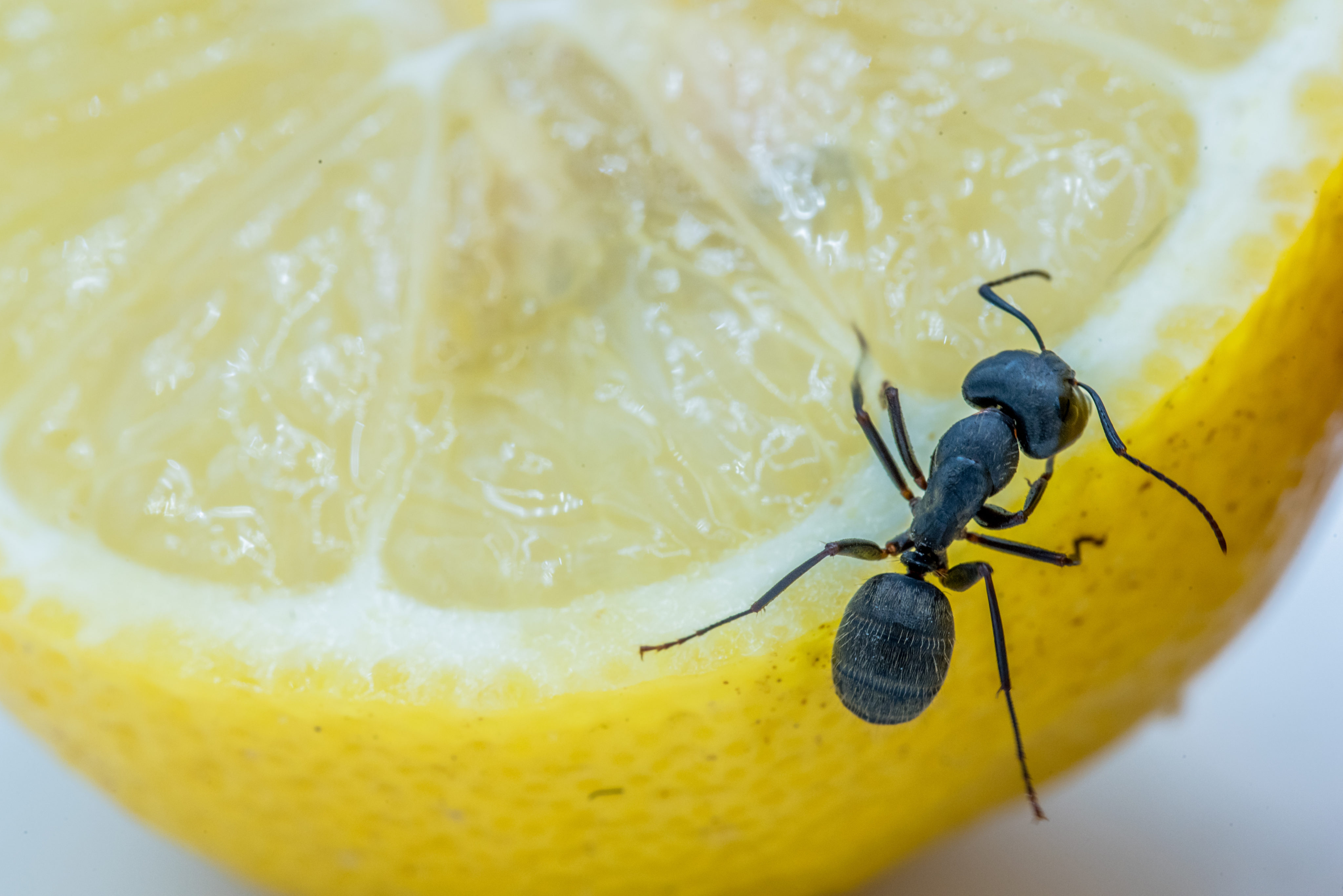 Watch This: 7 Ways to Banish Ants From Your Home | Money Talks News